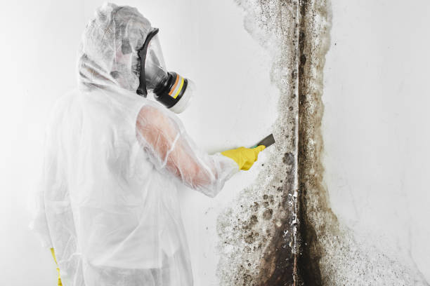 Best Residential Mold Removal  in Country Homes, WA